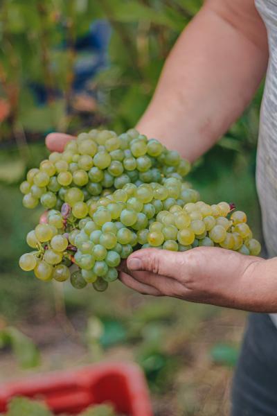 Виноделие в Венгрии