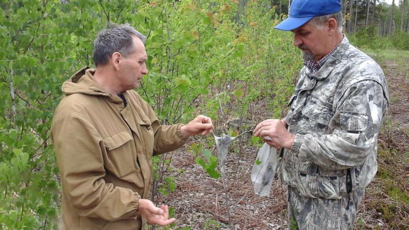 Лесопатологи Смоленщины  формируют пообъектный план ГЛПМ