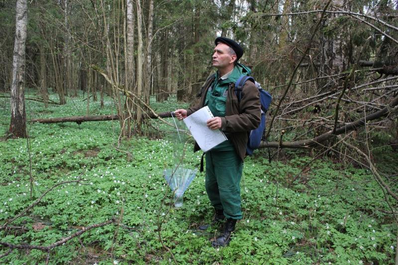 На Смоленщине будут ловить короедов на феромоны