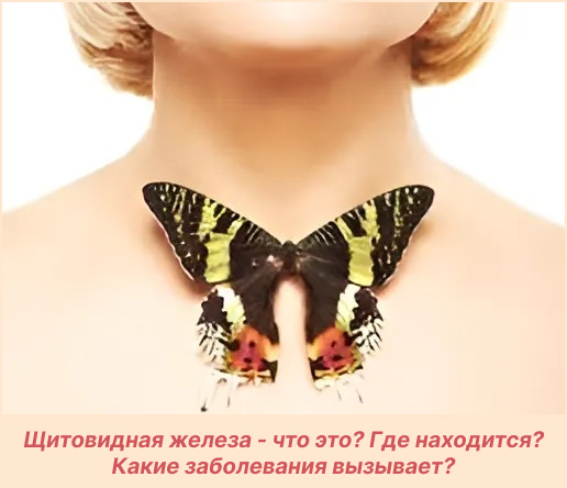 Щитовидная железа - что это? Где находится? Какие заболевания вызывает?