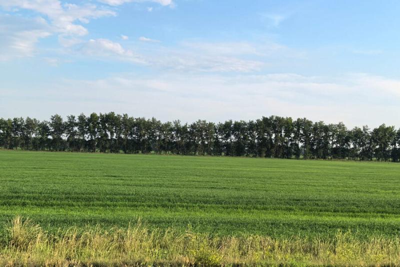 На 10 тыс га сократилась площадь земель сельхозназначения в Новосибирской области