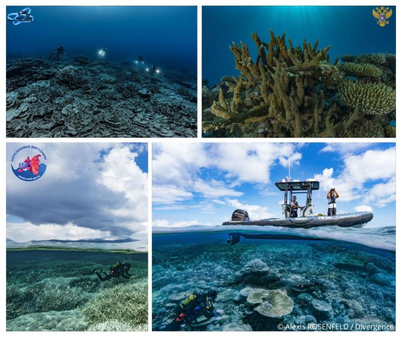 Как одна лекция превратила фотографа в первооткрывателя Алексис Розенфельд — «простой фотограф», который с детства увлекался рассказами об исследованиях «Подводной Одиссеи команды Кусто».