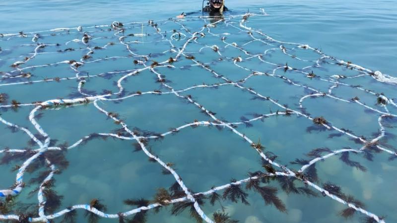 Сделать приморские города чище помогут биосанитарные морские фермы