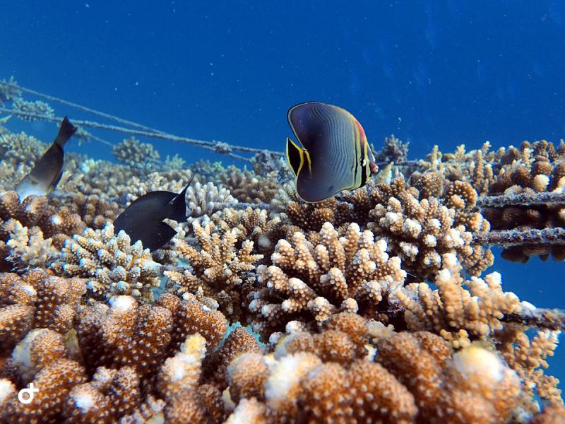 Стражи океана